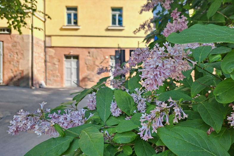 Syreenit kukassa Snellmanian pihalla.