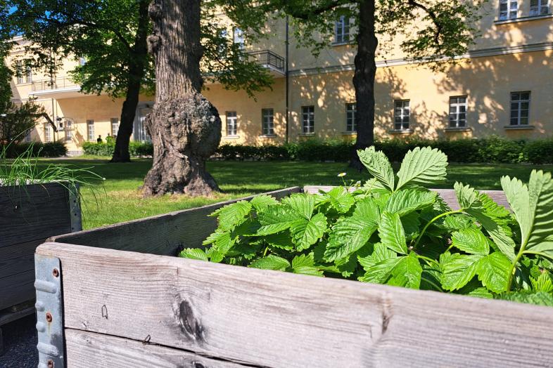 Kesäistutuksia Topelian sisäpihalla.