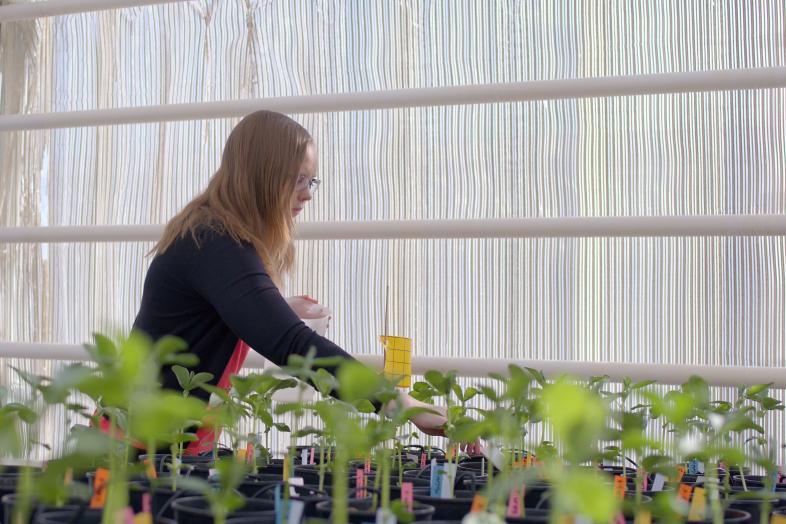 A young person tending the sprouts of a bull bean in a greenhouse.