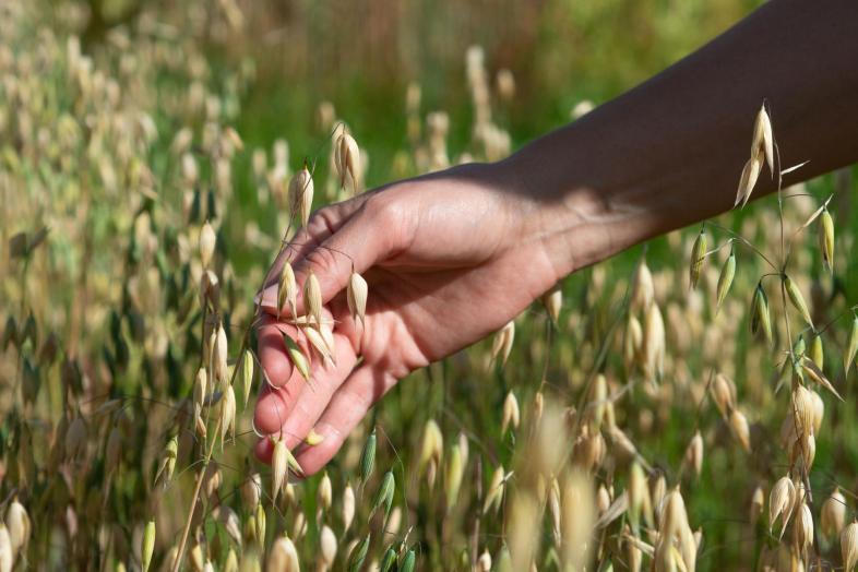 A hand touching oats growing in a field.