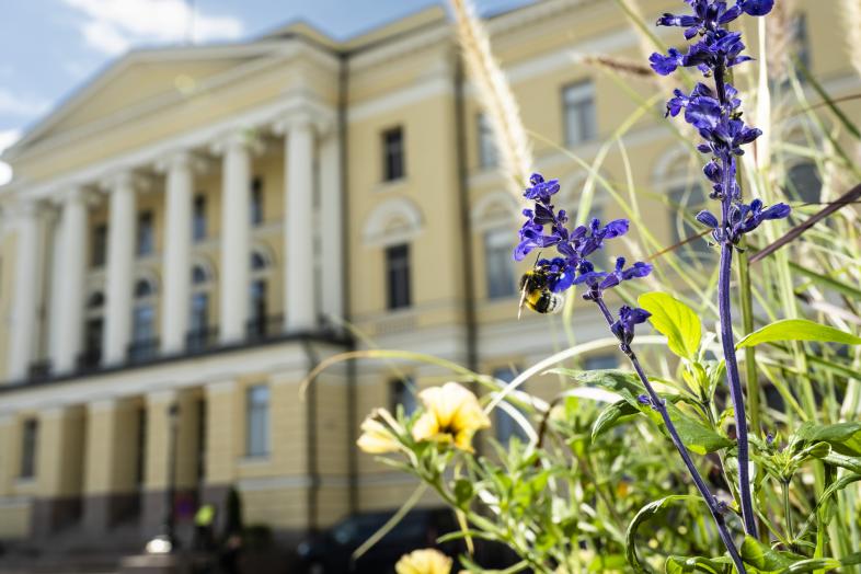 Yliopiston päärakennus aurinkoisena kesäpäivänä, ja sen edustalla kukkia, joista mehiläinen imee mettä.