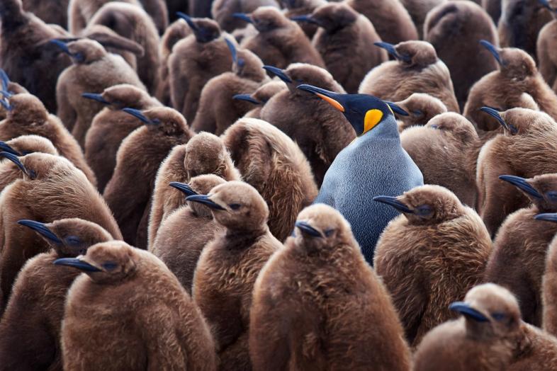 Harmaa, keltaposkinen pingviini keskellä ruskeiden pingviinien joukkoa.
