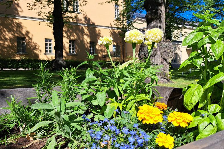 Kesäkukkia kasvatuslaatikossa Topelian pihalla.