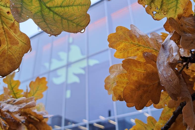 Yliopiston liekkilogo Kumpulan kampuskirjaston ikkunassa syksyisten lehtien ympäröimänä.