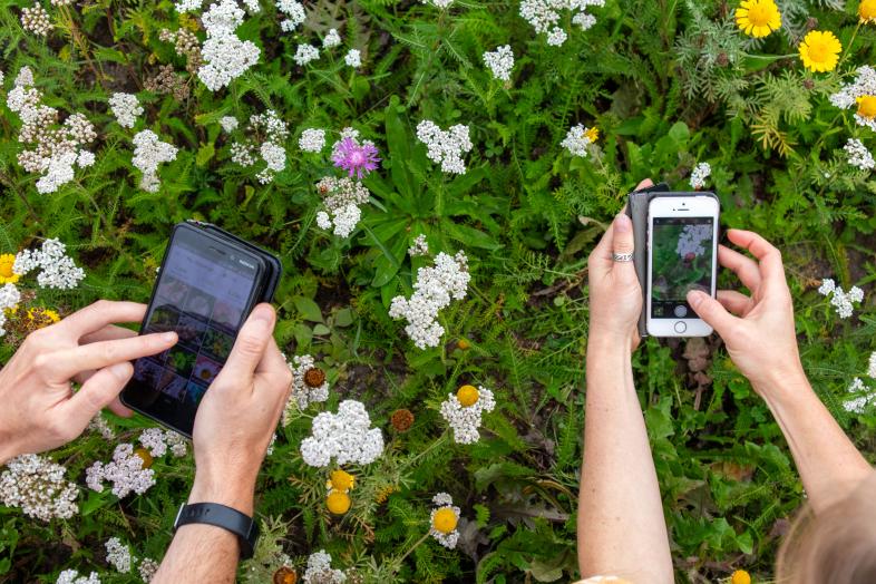 Kaksi henkilöä kuvaa puhelimilla kasveja iNaturalist applikaatioon.
