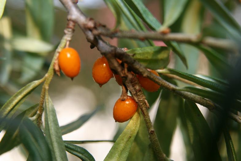 Pensas, jossa oransseja marjoja.