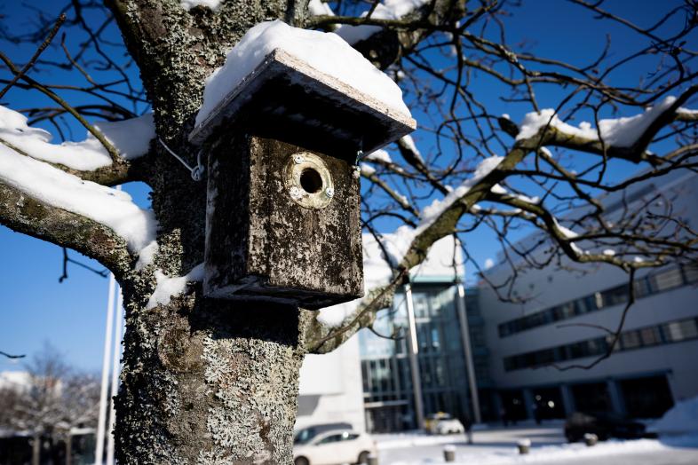 Birdhouse in a snowy birch tree, with the Chemicum building in the background.